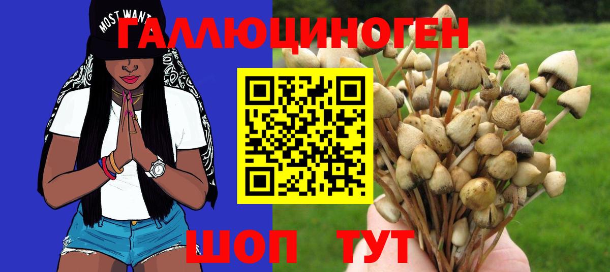 Галлюциногенные грибы Psilocybe Киселёвск